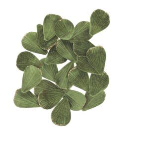 Beauty Home 60 Πράσινα Βελούδινα Πέταλα με Χρυσό Γκλίτερ, 3×5εκ.